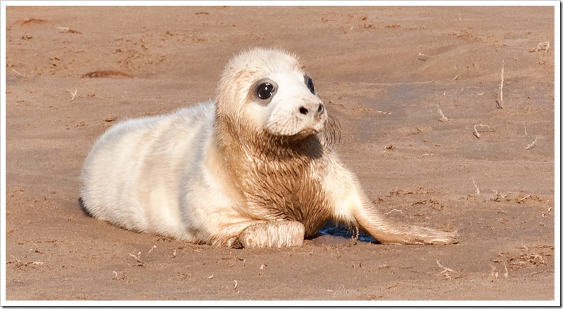 seal pup close up