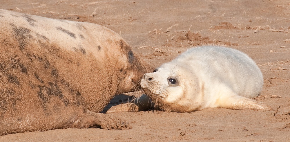 [seal pup and mother[5].jpg]