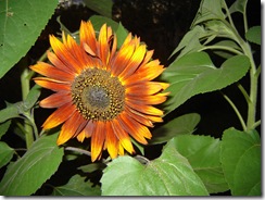 sunflower07