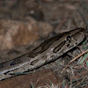 Southern African rock python