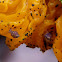 Globular Springtail