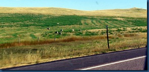 Wyoming2010 (3)