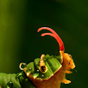 Common Mormon catterpillar