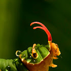 Common Mormon catterpillar