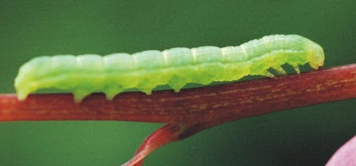 Il bruco e l'uccellino 11 nonnAnna