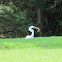 Great white egret 