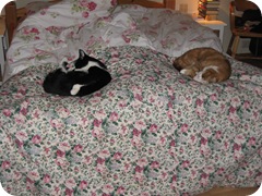 Bedtime Bedtime