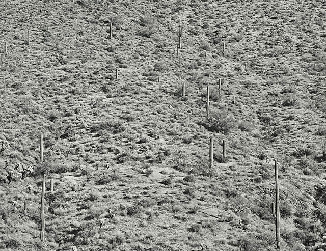 Frederick Sommer 