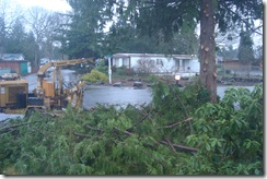 trimmed cedar tree1