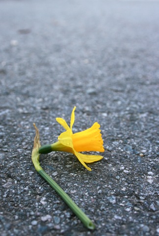 [A fresh, cut daffodil lying on the road[4].jpg]