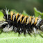 Milkweed Tussock Caterpillar