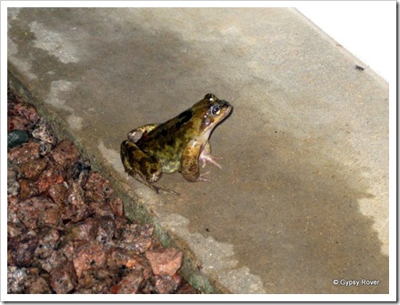The March toad which we found sitting on our doorstep after arriving home from Peterborough.