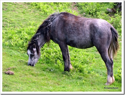 Wild pony Rhossili Downs, Wales.