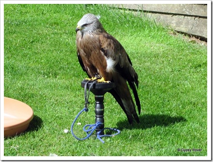 Perriswood Falconry.