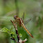 Ruddy Marsh Skimmer (Female)