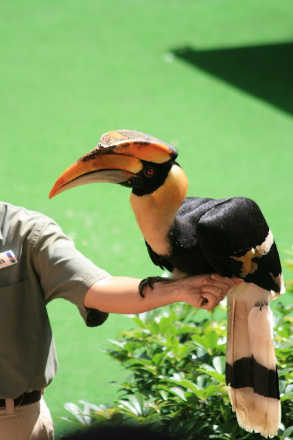 Hornbill vu au zoo