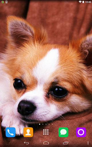Chihuahua Live Wallpaper