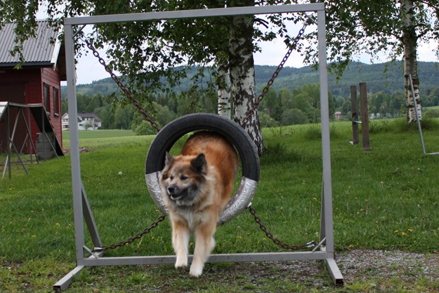 [agility-trening 074[5].jpg]