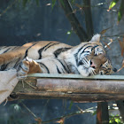 Sumatran Tiger