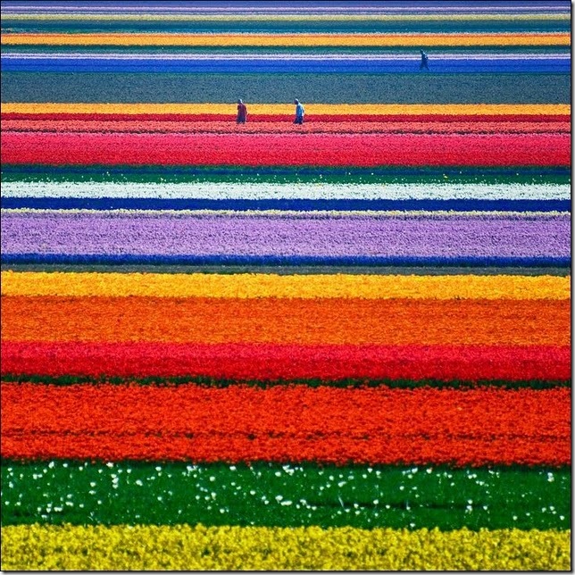 tulip-fields3