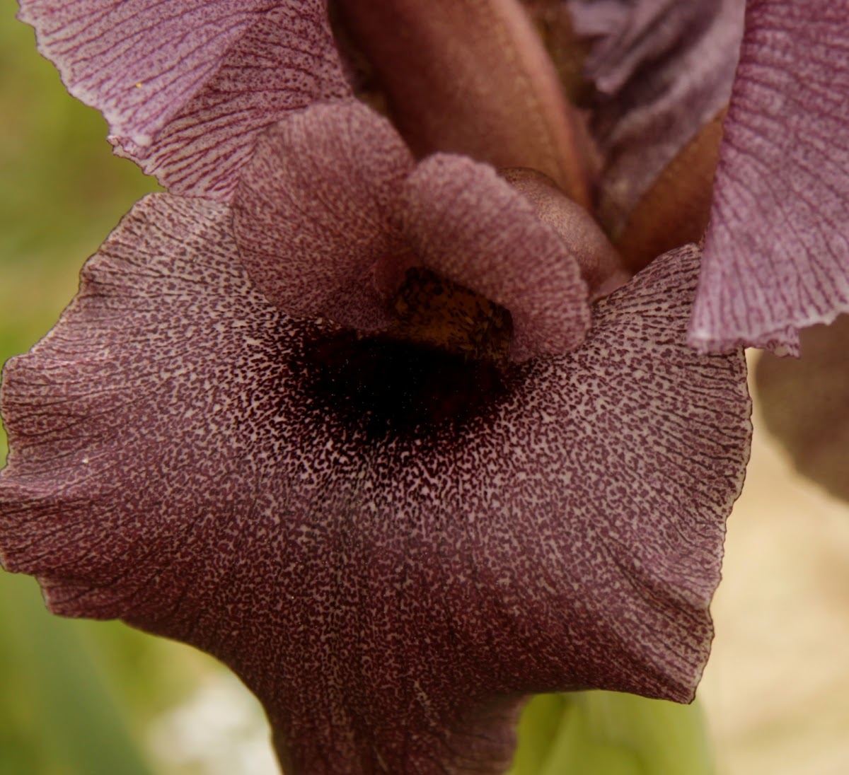 Dark-purple iris