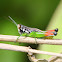 Beautiful Methiola (Grasshopper)