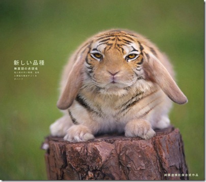 虎 兔