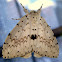 Lymantria Moth