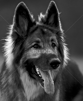 by Jeannette Thalmann-Bendeth - Black & White Animals