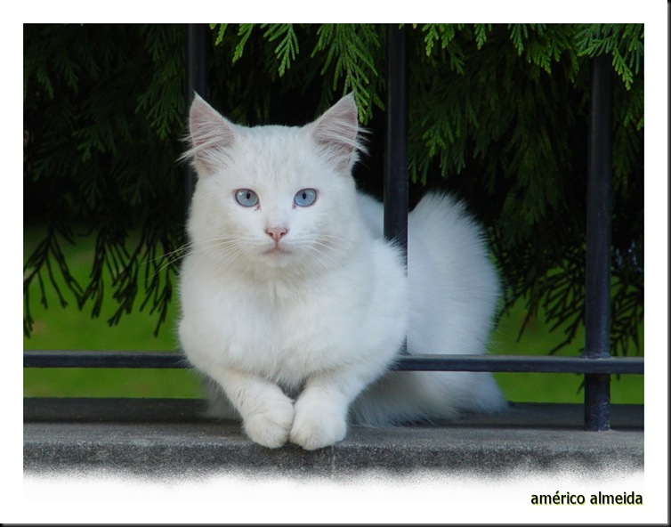 gato branco_sony_americo almeida olhares 20092009
