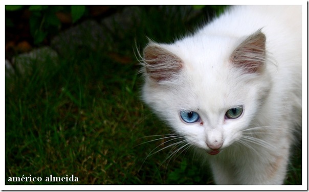 gato branco com olhos azul e verde