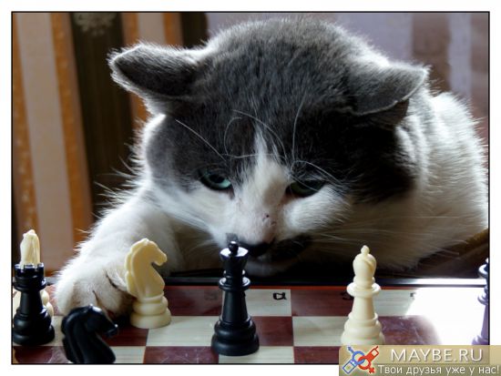 http://lh3.ggpht.com/_V7PBSO8dEH4/TNxAungIIDI/AAAAAAAAAFg/saNhuceLUJ4/s800/%D0%BA%D0%BE%D1%82%20%D1%81%20%D1%88%D0%B0%D1%85%D0%BC%D0%B0%D1%82%D0%B0%D0%BC%D0%B8.jpg