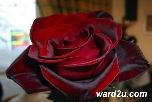 صور ورد احمر طبيعي اجمل ورد احمر رومانسي مجلة رجيم