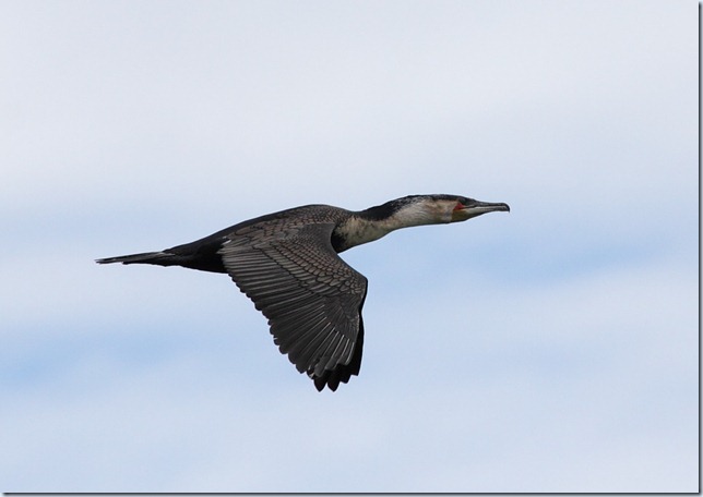 white-breasted cormorant