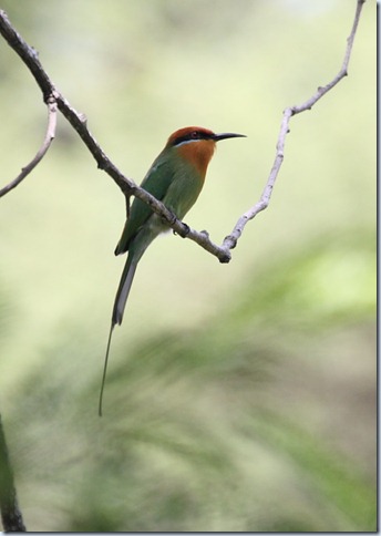 boehms bee-eater