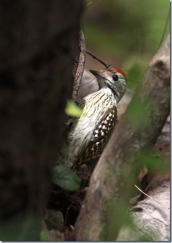 cardinal woodpecker
