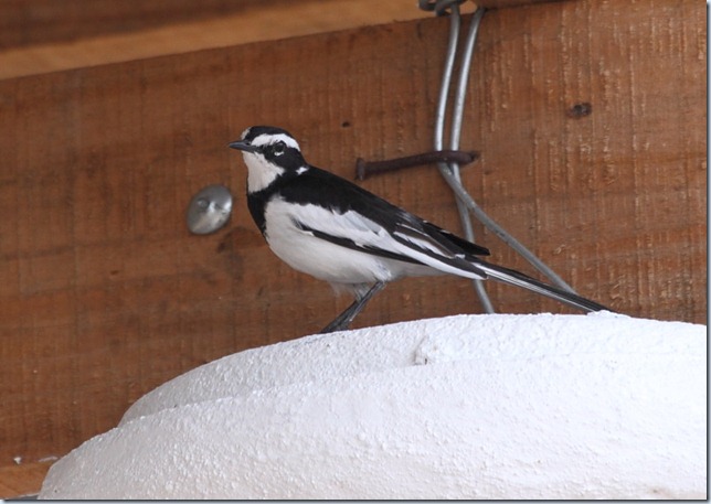 african pied wag