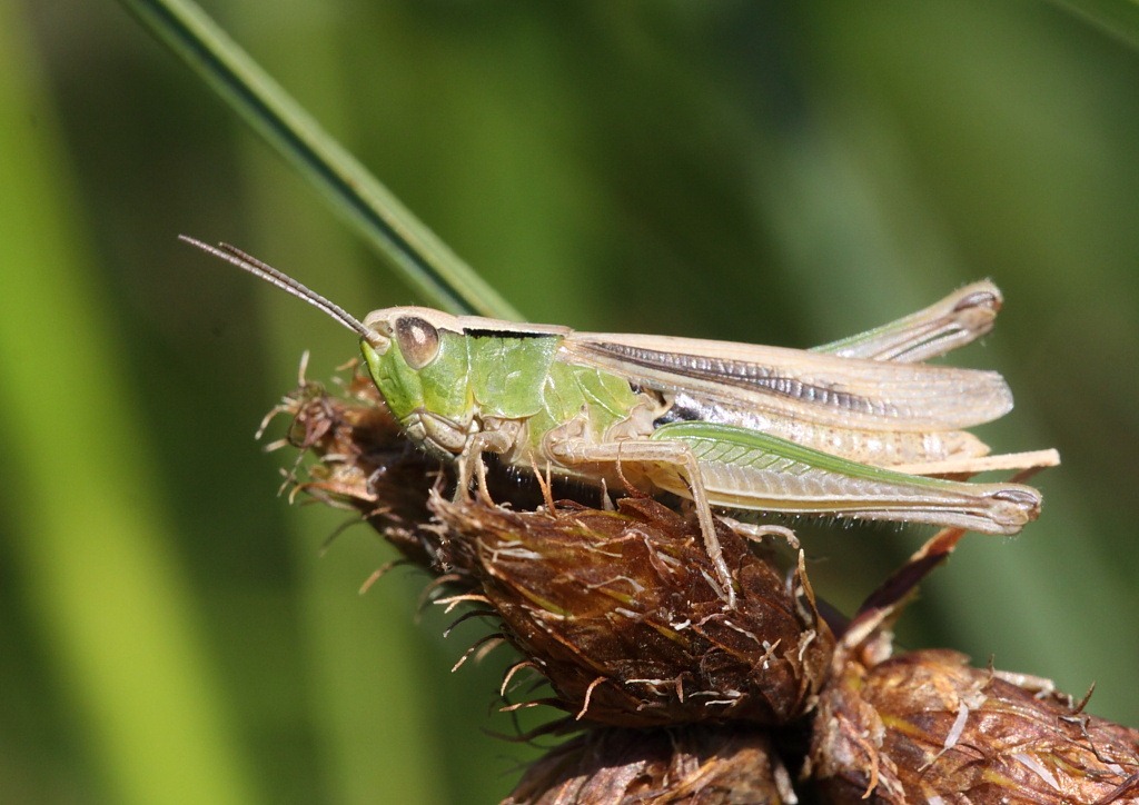 [grasshopper[2].jpg]