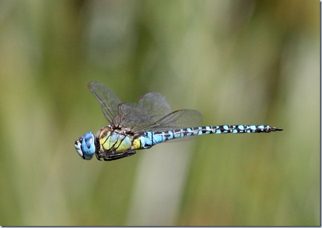 southern_migrant_hawker3