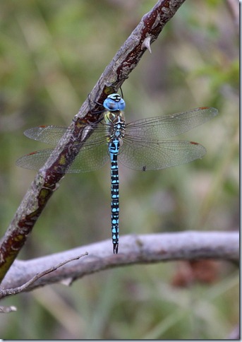 southern_migrant_hawker1