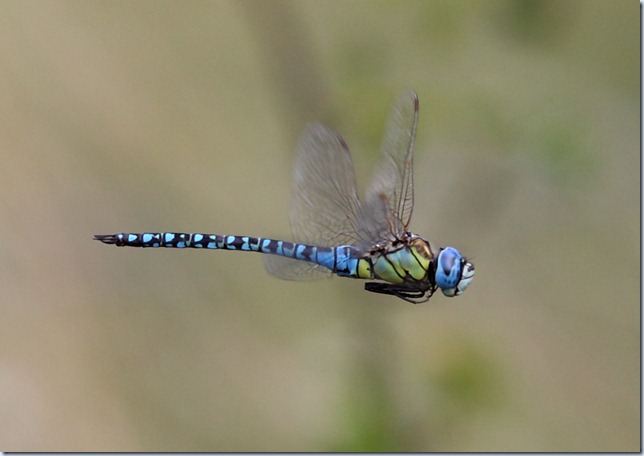 southern_migrant_hawker4