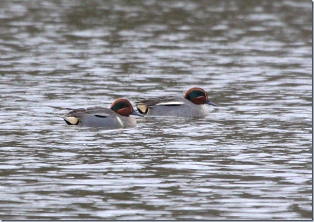 green-winged_teal3