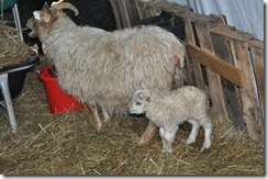 first lamb 2010 003