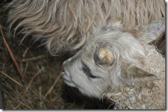 first lamb 2010 009