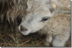 first lamb 2010 008
