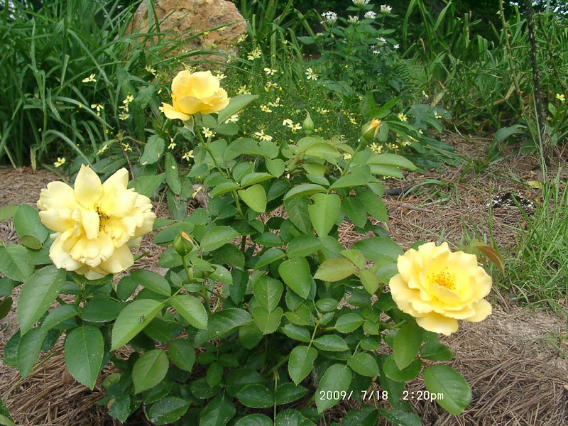 Yellow roses mean gladness and caring secrets of a seed scatterer