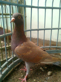 Pujangga Bird Farm Search Results Merpati Tinggi Pati
