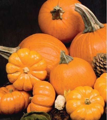 [pumpkins[4].jpg]