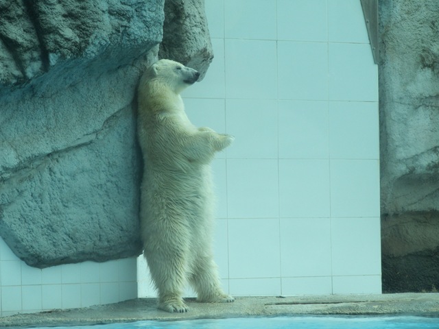 [a holiday zoo cognac 274[8].jpg]