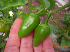 27 week mini red stuffing peppers - maybe a bee visited the carmen peppers first? cool!